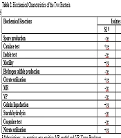 Characterization and Antibiotic Sensitivity Profile of Two Bacteria Isolated from a Marine Environment in Lagos State, Nigeria