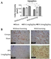Brain Serotonin 5-HT2α Receptor Density in Male Rats Can Be Affected by Bisphenol A and Passive Avoidance Learning
