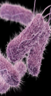 The Effects of Satureja hortensis L. Essential Oil on the Growth and Survival of Salmonella typhimorium in Minced Poultry Meat During Refrigerated Storage