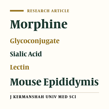 Morphine Dependency Effect on Mouse Epididymis Epithelium by Means of Lectin Histochemistry