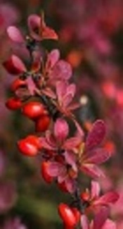 Antioxidant and Antimicrobial Activities of Aqueous and Ethanolic Extracts of Barberry and Zataria multiflora Boiss Essential Oil Against Some Food-Borne Bacteria