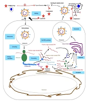SARS-CoV-2 Treatment: Current Perceptions and Perspectives
