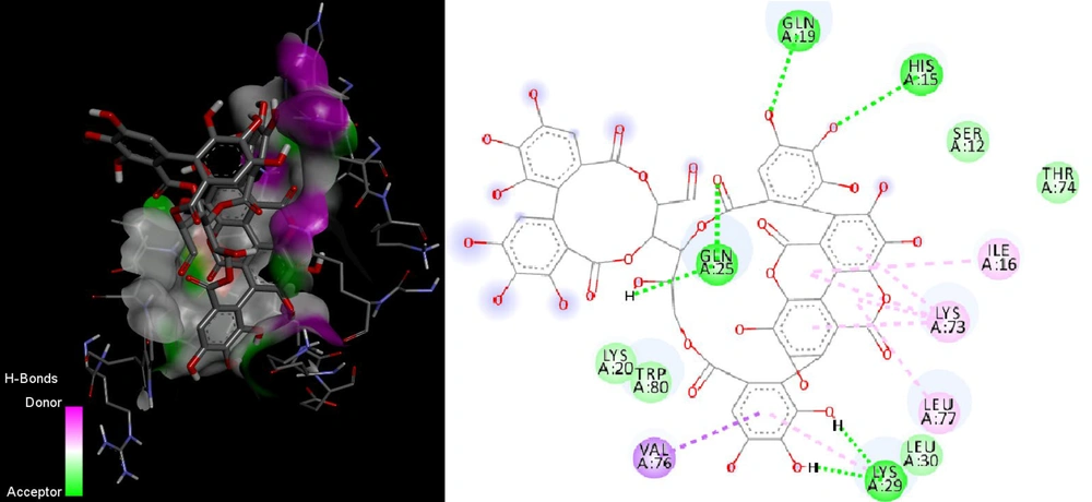 The structures and binding sites of Punicalagin in PB1-F2 influenza A protein and amino acid residues of proteins interacted with Punicalagin in the binding site. The structures and binding sites of Punicalagin in PB1-F2 influenza A protein and amino acid residues of proteins interacted with Punicalagin in the binding site.