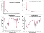 Antibacterial Agent of Echinochloa esculenta-Mediated ZnO Nanoparticles on Urinary Infection-Causing Bacteria