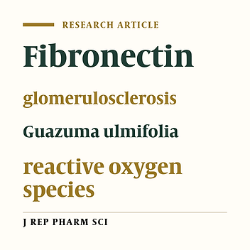 Ethanol Extract of Jati Belanda (Guazuma ulmifolia L.) as Therapy for Chronic Kidney Disease in In Vitro Model