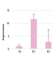 Identification as a Randomized Trial of Piracetam Medication on the Protein and mRNA Expressions of GFAP, Calmodulin-2, and Gelsolin in Brain Tissue of Rat Fetuses from a Pregnant-Rat Periventricular Leukomalacia Model