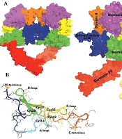 EGF Super-Agonists Induce Structural Stabilization and Domain-Specific Binding in EGFR: A Computational Analysis