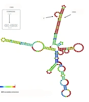 Rational Optimization of a Modular Cell-Penetrating Peptide for Efficient Nuclear Delivery of Genetic Cargo
