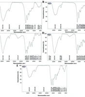 Investigating the Effects of Bovine Serum Albumin Magnetic Nanoparticles Loaded with Curcumin and Paclitaxel on the Ls174T Cell Line