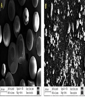 Cyclodextrins in Skin Formulations and Transdermal Delivery