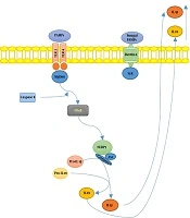 Cover image of the article: Sporotrichosis: Review of Innate and Acquired Immune Mechanisms
