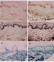 Elastin Peptides with Ferrous Ferric Chloride Activate Human Melanocytes and Elastin Fibers