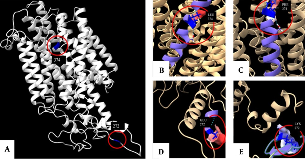 The structure of the membrane-associated transporter protein (MATP) prediction in ChimeraX software. This structure was predicted using the Protein Data Bank (PDB) formats obtained by the ROBETTA tool. Panel A show a front view of the protein with positions 272 and 374 highlighted in blue. Panels B and C display the front view of the L374 and F374 variants, respectively. Furthermore, panels D and E provide a detailed view of each amino acid, including the hydrogen bonds it forms (represented by dotted lines), as well as a simulation of the surface based on the electrostatic Coulomb potential. The potencial varies from red (indicating a residue with a higher negative potential) to blue (indicating a more positive potential). The structure of the membrane-associated transporter protein (MATP) prediction in ChimeraX software. This structure was predicted using the Protein Data Bank (PDB) formats obtained by the ROBETTA tool. Panel A show a front view of the protein with positions 272 and 374 highlighted in blue. Panels B and C display the front view of the L374 and F374 variants, respectively. Furthermore, panels D and E provide a detailed view of each amino acid, including the hydrogen bonds it forms (represented by dotted lines), as well as a simulation of the surface based on the electrostatic Coulomb potential. The potencial varies from red (indicating a residue with a higher negative potential) to blue (indicating a more positive potential).