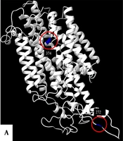 Solute Carrier Family 45 Member 2 Germline Variants in the Colombian Population with Melanoma