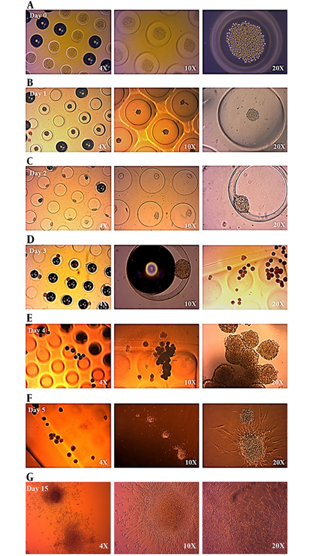 Cell-Cell Adhesion and Micro-Tissue Development Status Between Day 0 and Day 2 (A, B, C). At the End of Day 3, Cell Clusters Can Be Seen Very Clearly Under the Light Microscope (2.d). Cell-Cell Adhesion and Micro-Tissue Development Status Between Day 3 and Day 5 (E, F). At the End of Day 15, 17 Microtissues Have Started to Interact Via Extracellular Extensions (G). Structural Differentiations Can Be Seen Very Clearly Under the Light Microscope Cell-Cell Adhesion and Micro-Tissue Development Status Between Day 0 and Day 2 (A, B, C). At the End of Day 3, Cell Clusters Can Be Seen Very Clearly Under the Light Microscope (2.d). Cell-Cell Adhesion and Micro-Tissue Development Status Between Day 3 and Day 5 (E, F). At the End of Day 15, 17 Microtissues Have Started to Interact Via Extracellular Extensions (G). Structural Differentiations Can Be Seen Very Clearly Under the Light Microscope