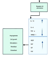 Cover image of the article: Polydeoxyribonucleotide in Skincare and Cosmetics: Mechanisms, Therapeutic Applications, and Advancements Beyond Wound Healing and Anti-aging