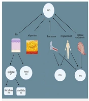 Mechanism of Wound Healing by Hematopoietic Stem Cells
