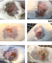 Antibacterial and Wound Healing Activity of Dipterocarpus alatus Crude Extract Against Methicillin-Resistant Staphylococcus aureus-Induced Superficial Skin Infection in Mice