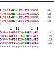 Computational redesign of thermostable DARPin G3 antibody mimetic to facilitate production, storage, and administration management