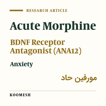 Role of brain-derived neurotrophic factor receptor on the anxiety levels in rats following the acute administration of morphine