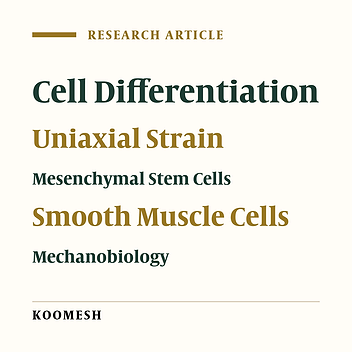 Effect of cyclic uniaxial strain on morphology of mesenchymal stem cells during differentiation to smooth muscle cells