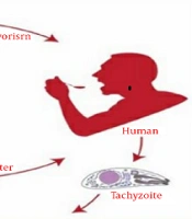Toxoplasma Infection and Behavioral Changes: A Narrative Review