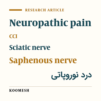 Role of saphenous nerve in the behavioral responses of neuropathic pain – due to chronic constriction injury in rats