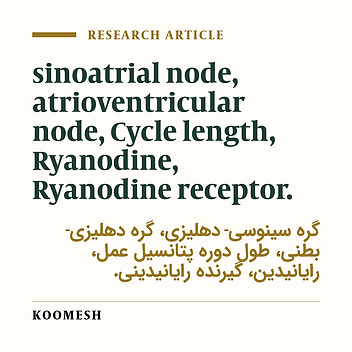 Investigating the action of ryanodine receptor on cycle length of action potential of the rabbit intact sinoatrial and atrioventricular nodes
