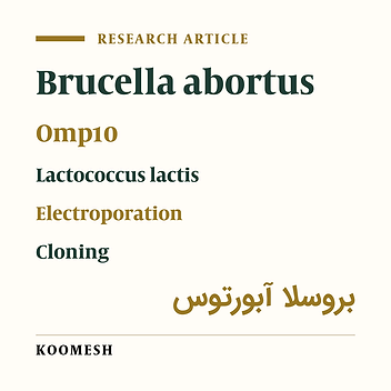 Genetic manipulation of probiotic bacterium Lactococcus lactis to produce OMP10 protein of Brucella abortus