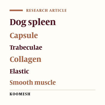 Collagen and smooth muscle fibers in capsule and trabeculae of dog spleen
