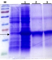 Assessment of the Antibacterial Activity of the Recombinant Protein Ib- AMP4 on Acinetobacter baumannii (ATCC19606) Under in vitro Conditions