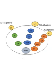Cover image of the article: Vitamin D and Regulation of Histone Methyltransferase EZH2 in Anaplastic Thyroid Carcinoma, From Mechanism to Therapeutic Potential. A Review Article