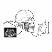 Studying the Relationship Between Masseter Muscle Thickness and Width with Facial Height Using Ultrasonography (AI-generated illustration)