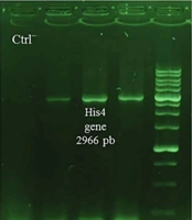 Engineering the pPICZαA Vector for Optimized Recombinant Protein Expression in Pichia pastoris: Substitution of Antibiotic Resistance and Auxotrophic Selection Markers
