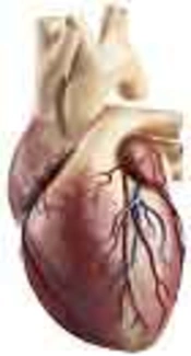 Cover image of the article: Impact of Different Prophylactic Antibiotic Regimen on Clinical Outcome of Coronary Artery Bypass Graft Surgery