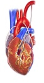 Recovery of Respiratory Function After Coronary Artery Bypass Graft Surgery Using Pep-Therapy