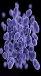Isolation and Characterization of <i>Enterococci</i> from Yoghurts of Bangladesh
