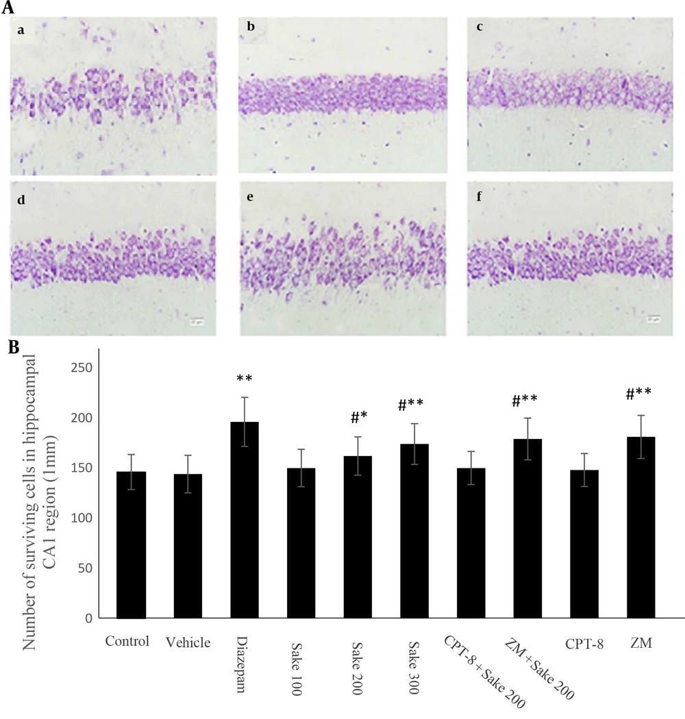 Nissl staining of the hippocampal CA1 (A) pyramidal neurons with cresyl violet (× 400 Magnification); (a), control; (b), diazepam; (c), sake 200; (d), sake 300; (e), CPT-8 + sake 200; (f), ZM + sake 200; Bar 20 μm; quantitative analysis of the expression of surviving neurons in the hippocampal CA1 (B). The data were expressed as mean ± standard error of the mean (SEM). Statistically significant differences are reported from the control group (* P < 0.05, **P < 0.01) or from the diazepam group (#P < 0.05). In all groups, n = 10. CPT-8: 8‐cyclopentyltheophylline; ZM: ZM241385 Nissl staining of the hippocampal CA1 (A) pyramidal neurons with cresyl violet (× 400 Magnification); (a), control; (b), diazepam; (c), sake 200; (d), sake 300; (e), CPT-8 + sake 200; (f), ZM + sake 200; Bar 20 μm; quantitative analysis of the expression of surviving neurons in the hippocampal CA1 (B). The data were expressed as mean ± standard error of the mean (SEM). Statistically significant differences are reported from the control group (* P < 0.05, **P < 0.01) or from the diazepam group (#P < 0.05). In all groups, n = 10. CPT-8: 8‐cyclopentyltheophylline; ZM: ZM241385