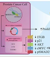 Myeloid Ecotropic Viral Integration Site (MEIS) Proteins: Illuminating Cancer Diagnosis and Biomarker Significance