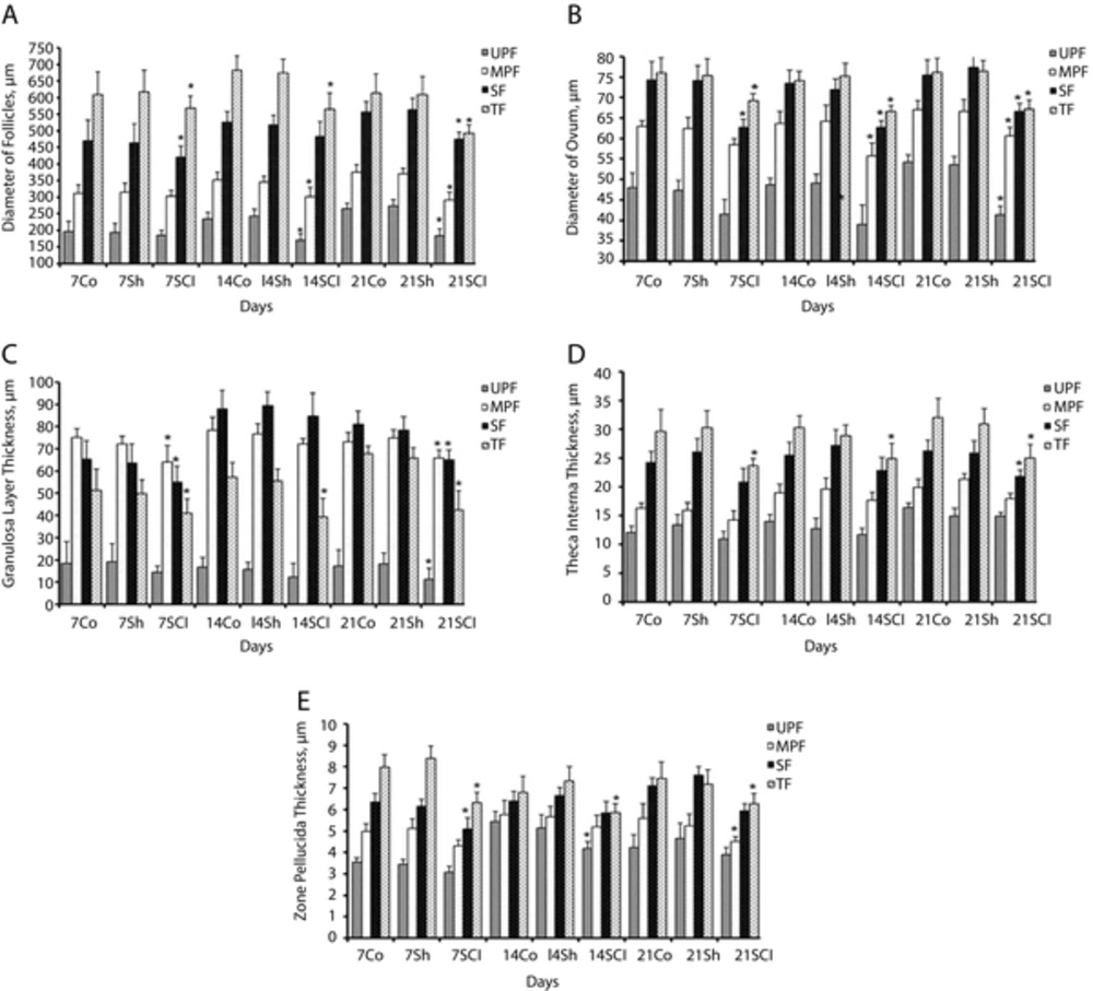 Effects of Spinal Cord Injury on Ovarian Structure Chronic SCI significantly decreased diameter of follicles (A) and oocytes (B) and also decreased thickness of granulosa layer (C), theca interna (D) and zona pellucida (E), especially on the 14th and 21st days after surgery. Data are expressed as the Mean ± SEM. Co, Control; Sh, Sham; SCI, Spinal Cord Injury; UPF, Unilaminar Primary Follicle; MPF, Multilaminar Primary Follicle; SF, Secondary Follicle; TF, Tertiary Follicle or graafian follicle. * P < 0.05 as compared with the Co and Sh groups.