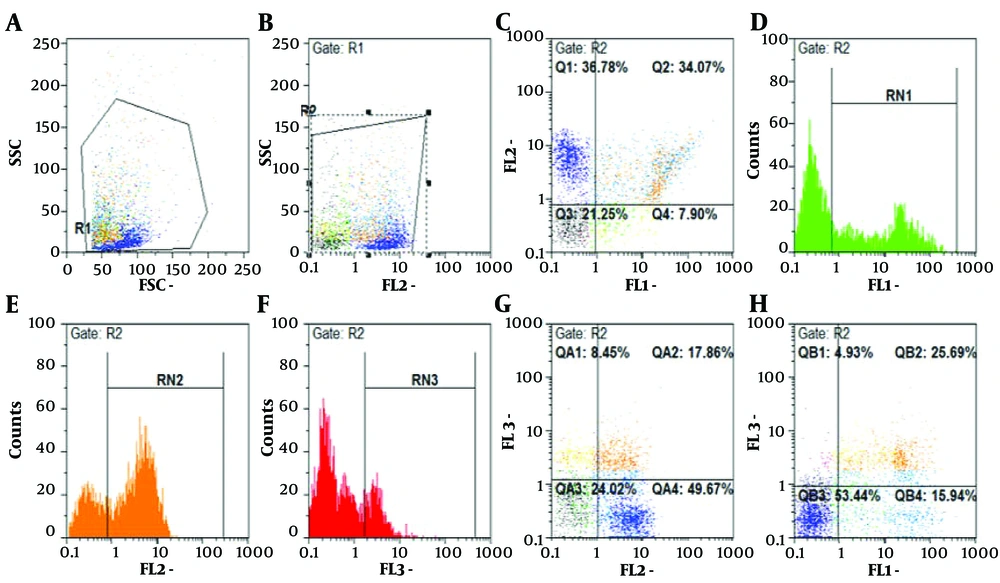 RN1 regions indicate cells stained with Annexin V dye, representing populations undergoing early apoptosis; RN3 regions show cells stained with 7AAD dyes, indicative of late-stage apoptosis. RN2 highlights cells stained with PE dye-linked anti-CD19+ antibodies, representing B cell populations RN1 regions indicate cells stained with Annexin V dye, representing populations undergoing early apoptosis; RN3 regions show cells stained with 7AAD dyes, indicative of late-stage apoptosis. RN2 highlights cells stained with PE dye-linked anti-CD19+ antibodies, representing B cell populations