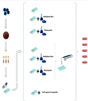Comparing the Antibacterial Effects of 660 nm Laser Therapy on Staphylococcus aureus Using Phycocyanin and Methylene Blue: An In-Vitro Study