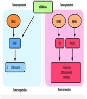 Upregulation of miRNA 146a in Oral Squamous Cell Carcinoma Compared to Oral Lichen Planus: A Potential Diagnostic Biomarker