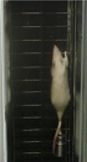 The Effects of Resistance Training and Berberine Chloride Supplementation on Oxidative Stress Markers in the Cerebellum Tissue of Diazinon-Poisoned Rats