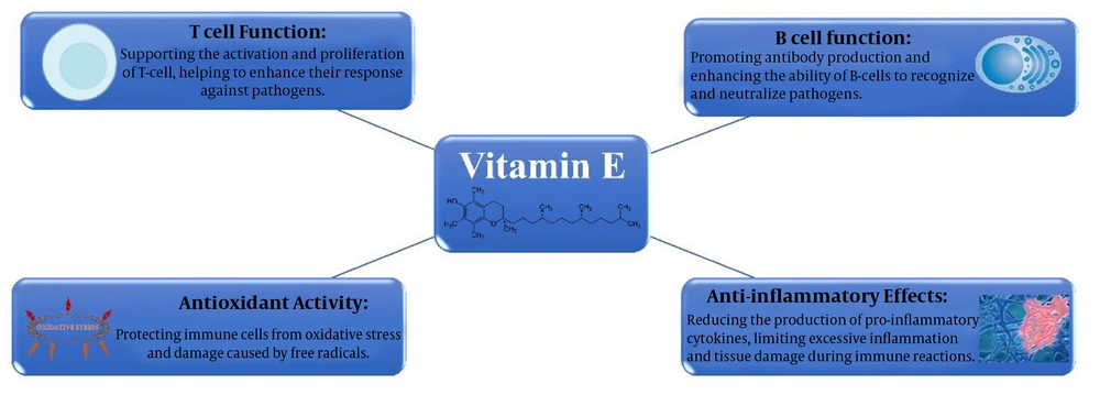 Summary of the effects of vitamin E on the immune system Summary of the effects of vitamin E on the immune system
