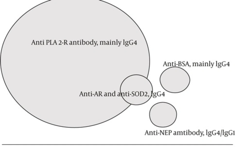 IgG4 Antibody Against M-type Phospholipase A2 Receptor (PLA-R) Is the Main Antibody in Pathogenesis of Idiopathic Membranous Nephropathy. Antialdosereductase (AR) and manganese superoxide dismutase (SOD2) antibodies may work as the second hit after primary anti PLA2-R antibody injury. Anti neutralendopeptidase (NEP) hasbeen reported in rare instances of neonatal MN, and antibody against cationic bovine serum albumin(BSA) hasbeen reported in a small group of children with idiopathic MN. IgG4 Antibody Against M-type Phospholipase A2 Receptor (PLA-R) Is the Main Antibody in Pathogenesis of Idiopathic Membranous Nephropathy. Antialdosereductase (AR) and manganese superoxide dismutase (SOD2) antibodies may work as the second hit after primary anti PLA2-R antibody injury. Anti neutralendopeptidase (NEP) hasbeen reported in rare instances of neonatal MN, and antibody against cationic bovine serum albumin(BSA) hasbeen reported in a small group of children with idiopathic MN.