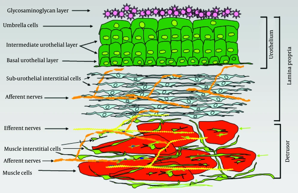 A Schematic View of the Cellular Structure in the Different Bladder Layers A Schematic View of the Cellular Structure in the Different Bladder Layers