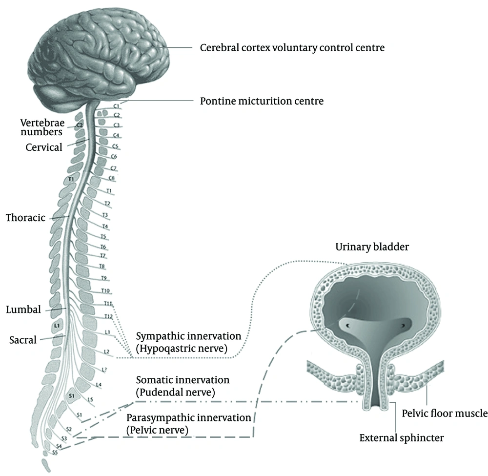 A Schematic View of Bladder Neuronal Control A Schematic View of Bladder Neuronal Control