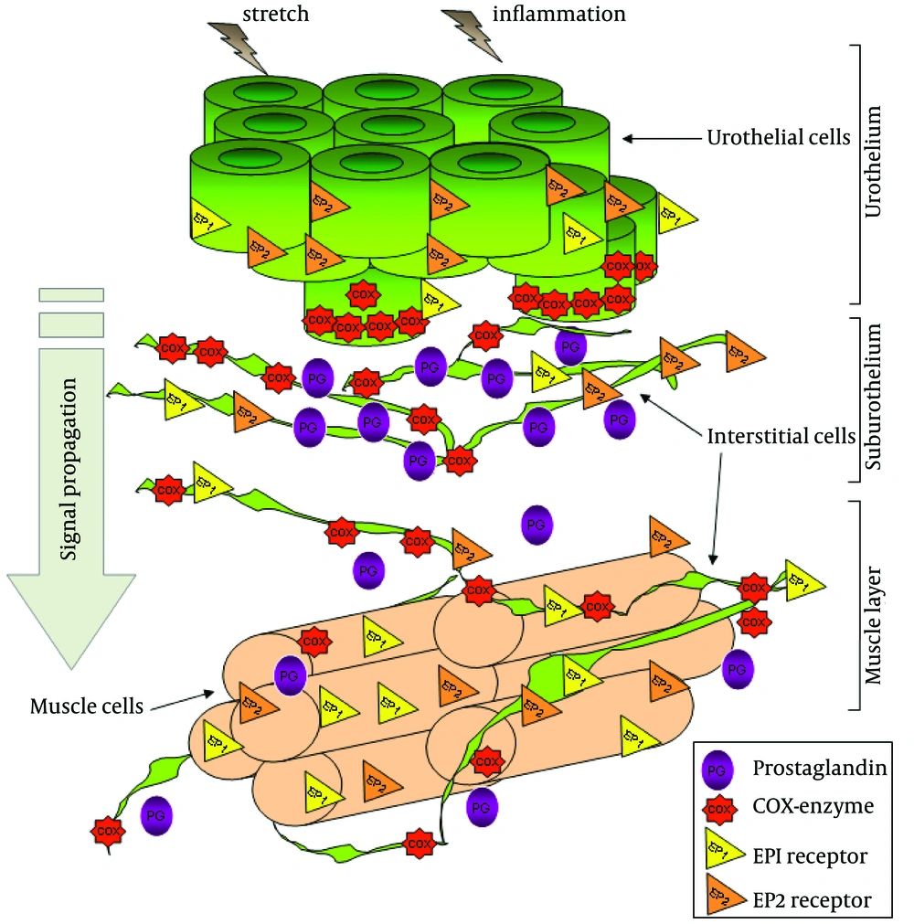 A Schematic View of the Prostaglandin System in the Bladder A Schematic View of the Prostaglandin System in the Bladder