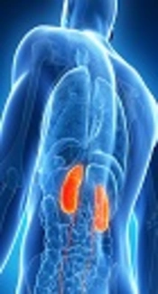 Renal Failure Due to Human Leptospirosis; An Overview